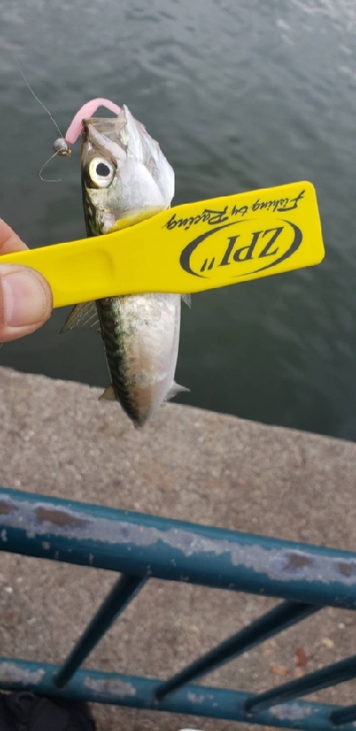 アジ探し～などなど