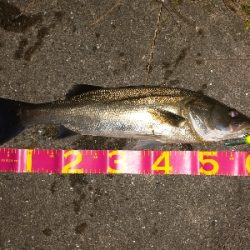 アングラー多すぎたおかげで