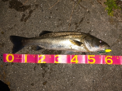 アングラー多すぎたおかげで