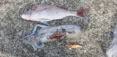 イカと鯛で満足