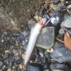 あかんかったー