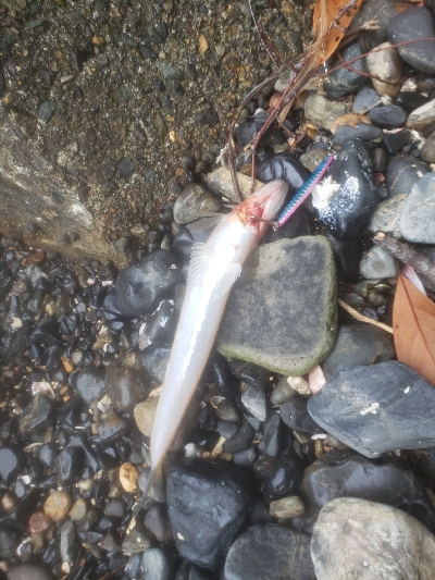 あかんかったー