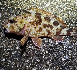 メバル、ネンブツダイ、ガシラ、サバ、アジ