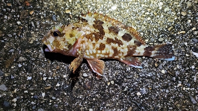 メバル、ネンブツダイ、ガシラ、サバ、アジ