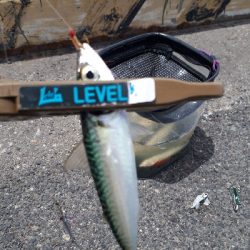 当面、サバゲーが続くのかなぁ~