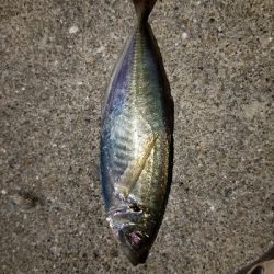 あれ?産卵アジ?