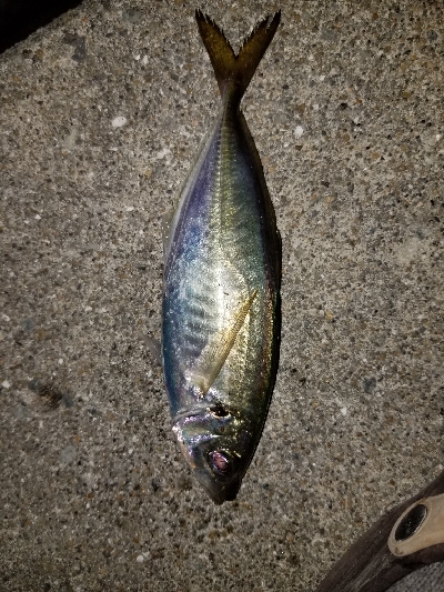 あれ?産卵アジ?