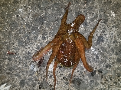 久しぶりに色々な釣り方しました！