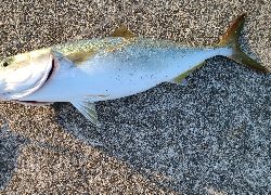 久振りの青物❗