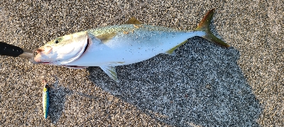 久振りの青物❗