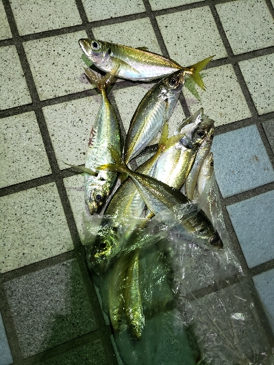 キスを釣りたくて