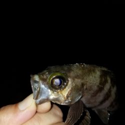 最近見ないサイズ。尺はなかったが