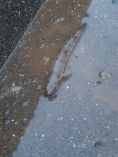 根掛かりのちタコ