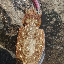 2020年6月2日釣行in深江漁港