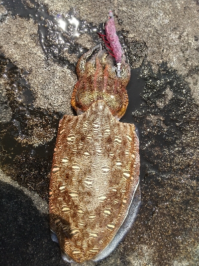 2020年6月2日釣行in深江漁港