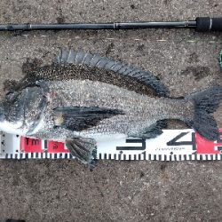 今週は落とし込みで黒鯛ゲット