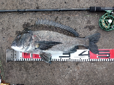 今週は落とし込みで黒鯛ゲット