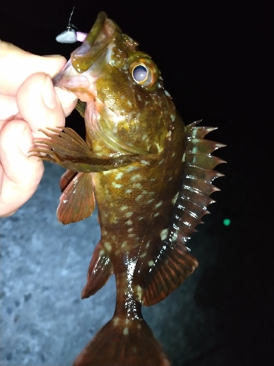 淡路島ライトゲーム３目！