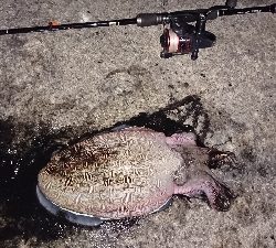 今年はコレがスタート