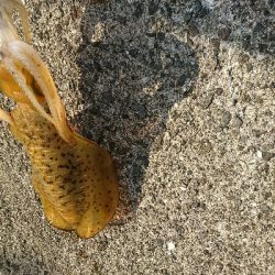 エギングでの初アオリイカゲット