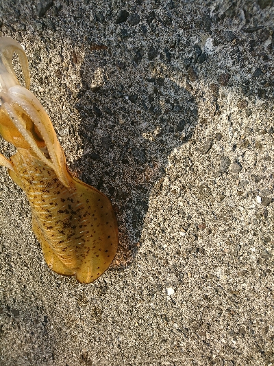 エギングでの初アオリイカゲット