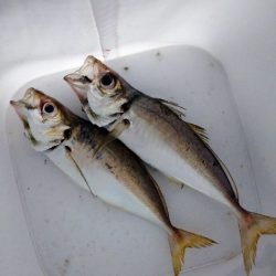 翻弄されアジング