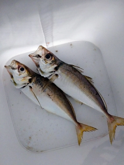 翻弄されアジング