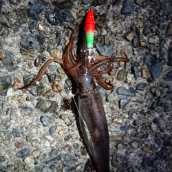 ケンサキイカ狙い