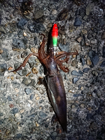 ケンサキイカ狙い