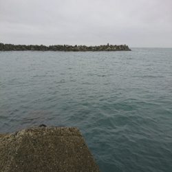 梅雨でもアオリイカ