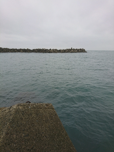 梅雨でもアオリイカ