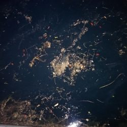 ケンサキイカ狙い