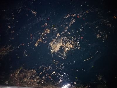 ケンサキイカ狙い