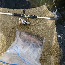 家族サービスを切り上げてサクっとアオリイカ