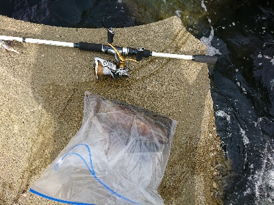 家族サービスを切り上げてサクっとアオリイカ