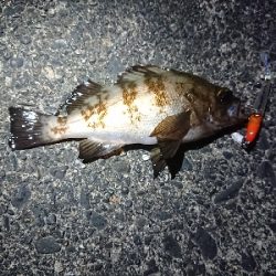 久しぶりのメバリング