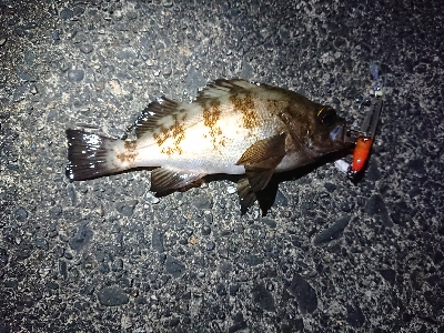 久しぶりのメバリング