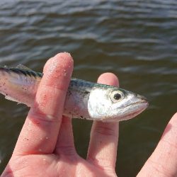 サバ探し南港編
