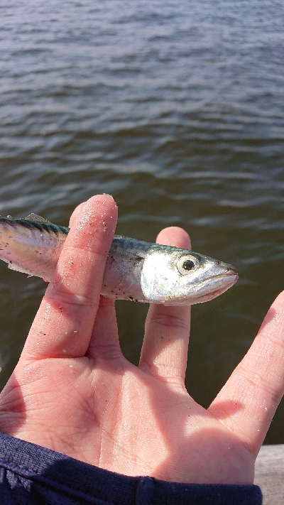 サバ探し南港編