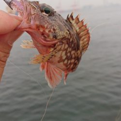 ガシラ以外釣りたい…