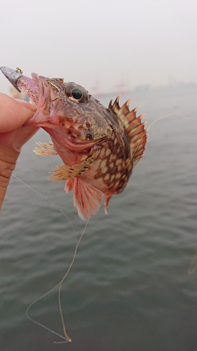 ガシラ以外釣りたい…