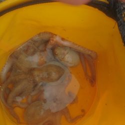 タコ釣れました❗