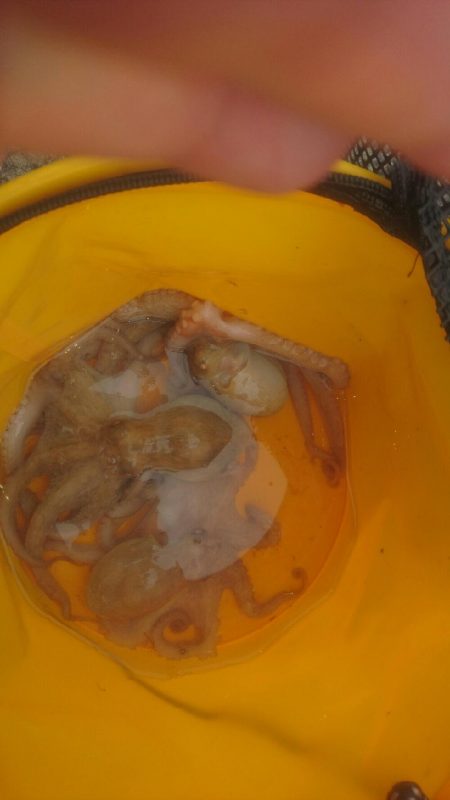 タコ釣れました❗