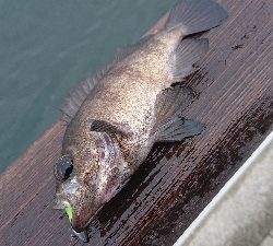 南港サバ&ガシラ&メバル