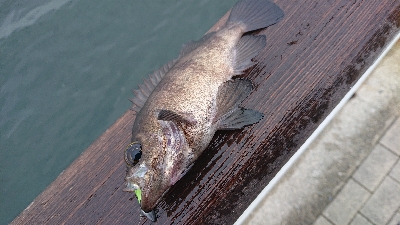 南港サバ&ガシラ&メバル