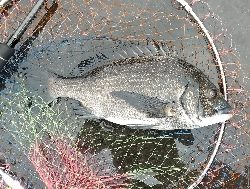 小雨の中でクロダイ2尾ゲット