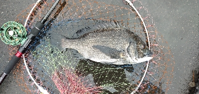 小雨の中でクロダイ2尾ゲット