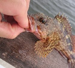 ガシリング南港