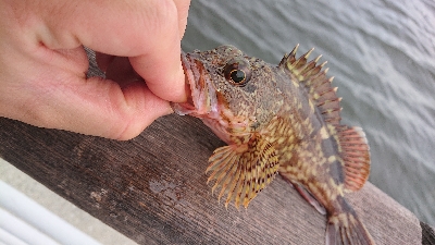 ガシリング南港