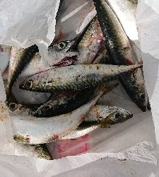 南港サバリング